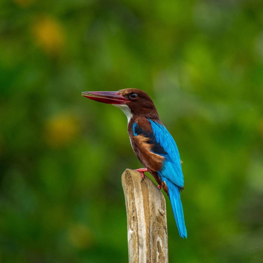 De Paris A Kandy Luaran gambar